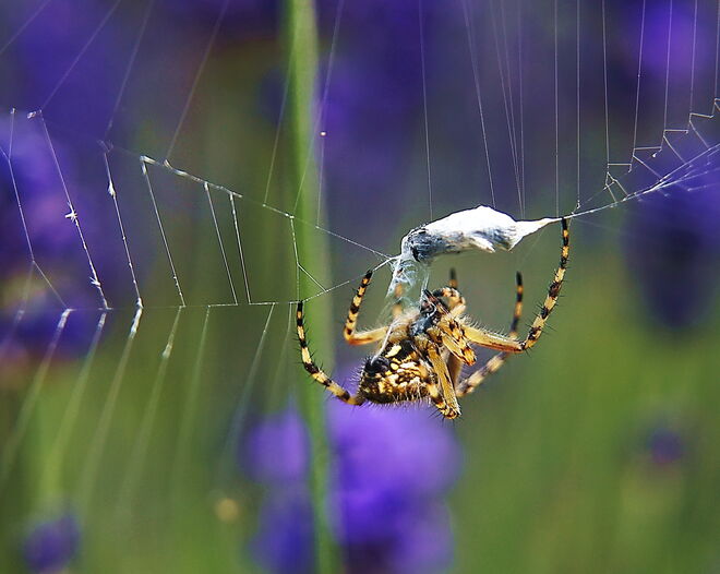 Verpackungskünstler