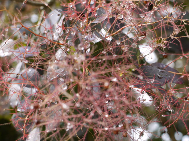Blüte des Perückenstrauch