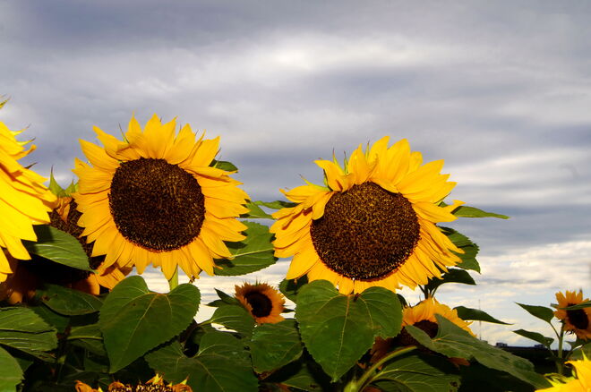 Sonnenblumen und Gewitterwolken