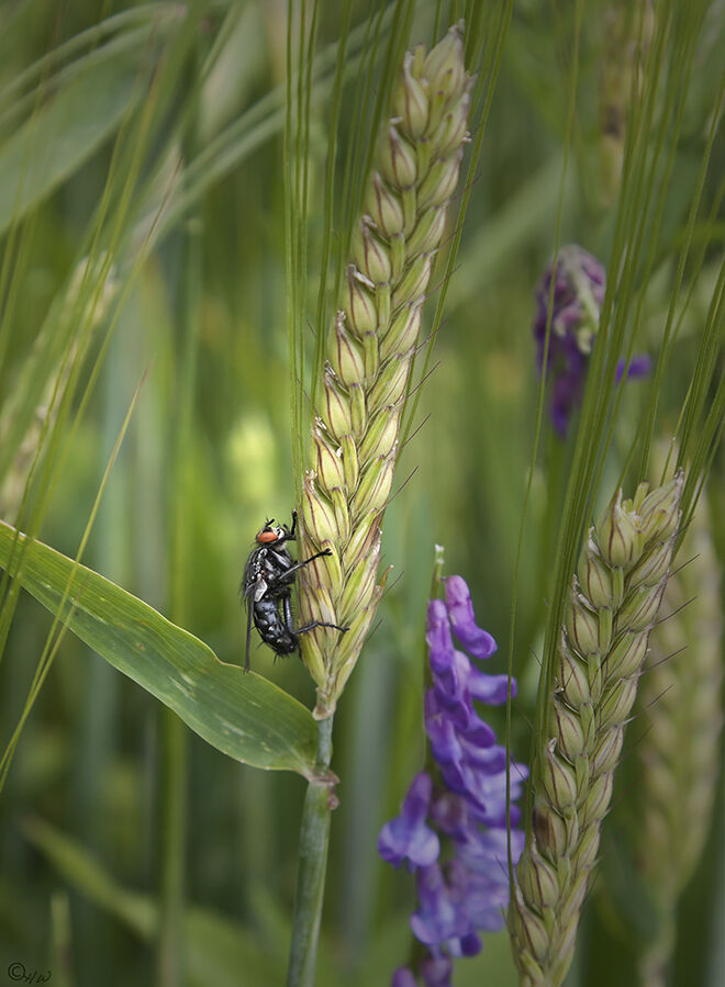 Klettern statt Fliegen