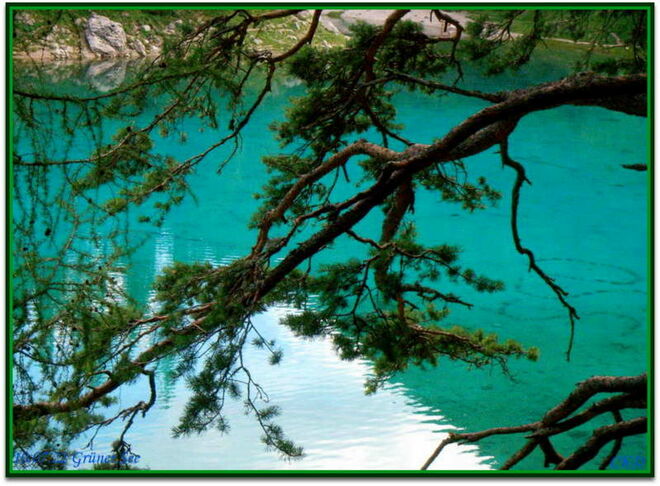 Grüner See - Der nächste Fan...