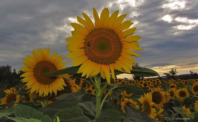Sonnenblumen am Abend
