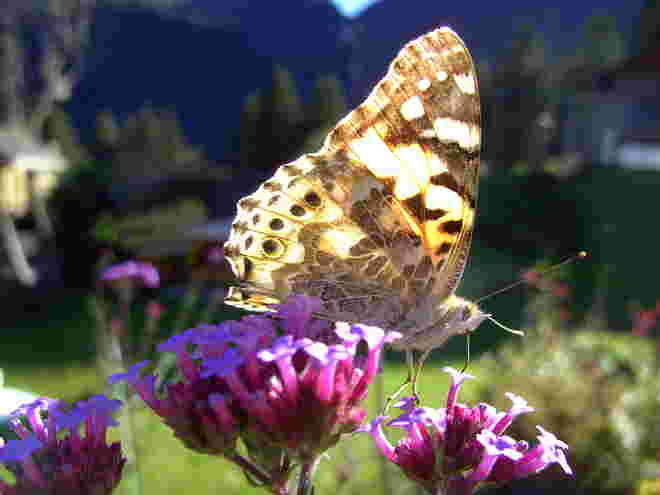 Schmetterling