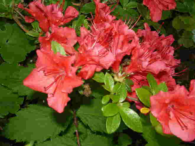 Teichblumen