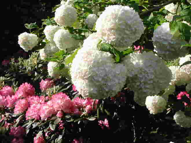 Schneeball