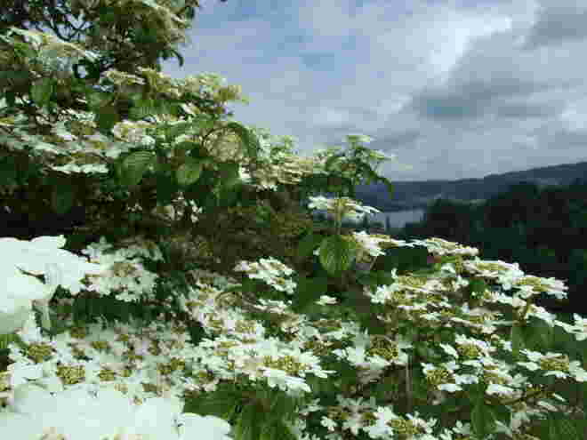 Viburnum