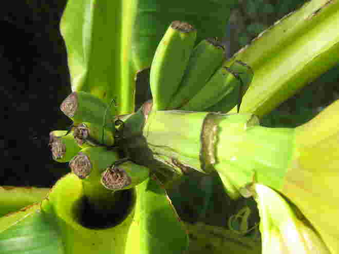 Bananenbaum mit Minibananen