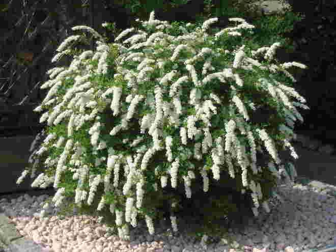 Voll in Blüte