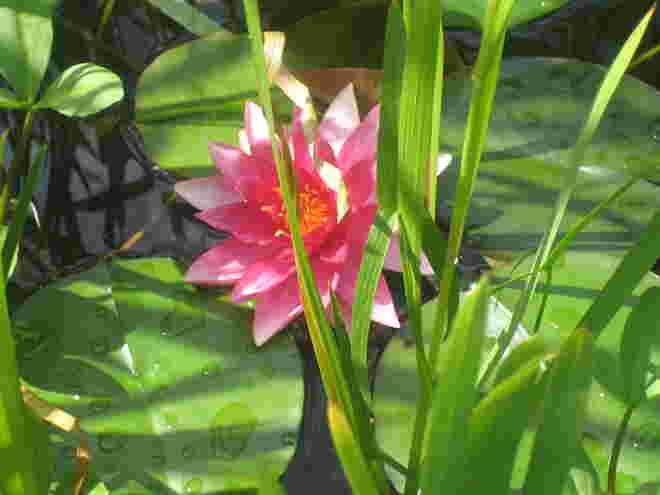 Seerose