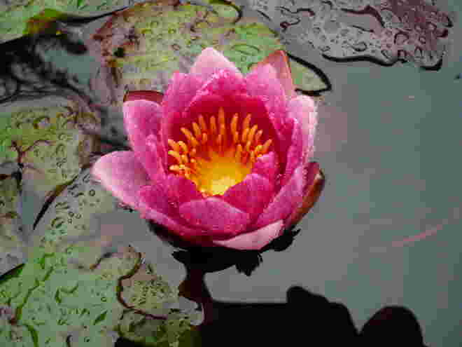 Seerose