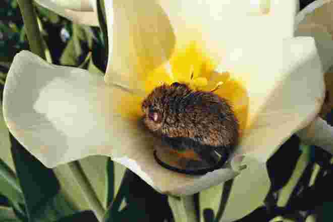 Blumenmaus/Mäuseblume