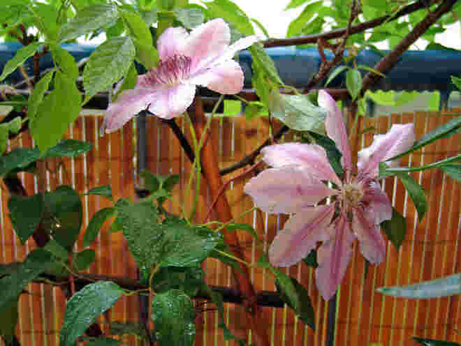 Balkon Clematis