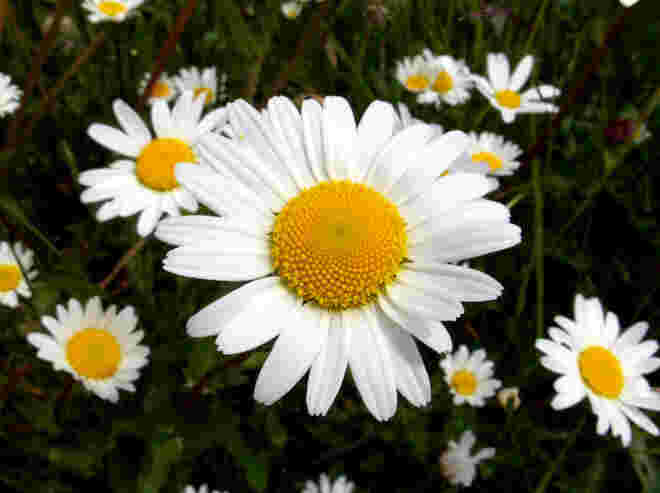 Naturblüten