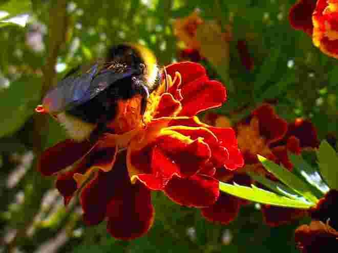Hummel bei der Arbeit