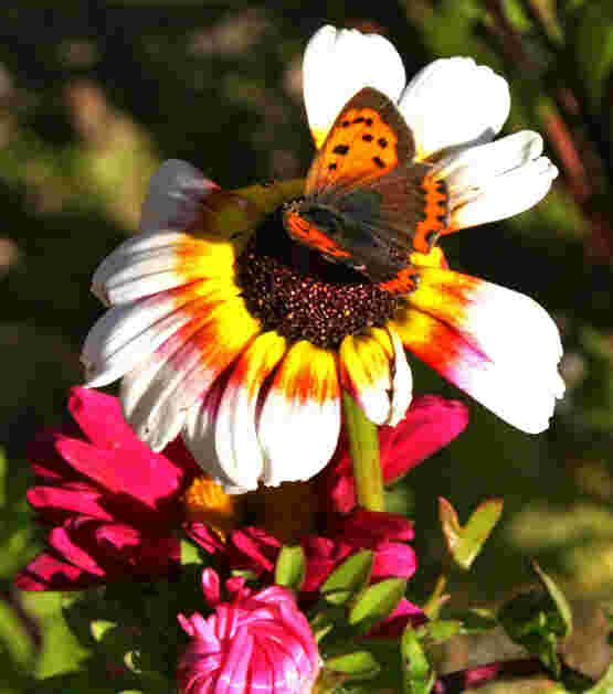 Schmetterling macht kurze Pause