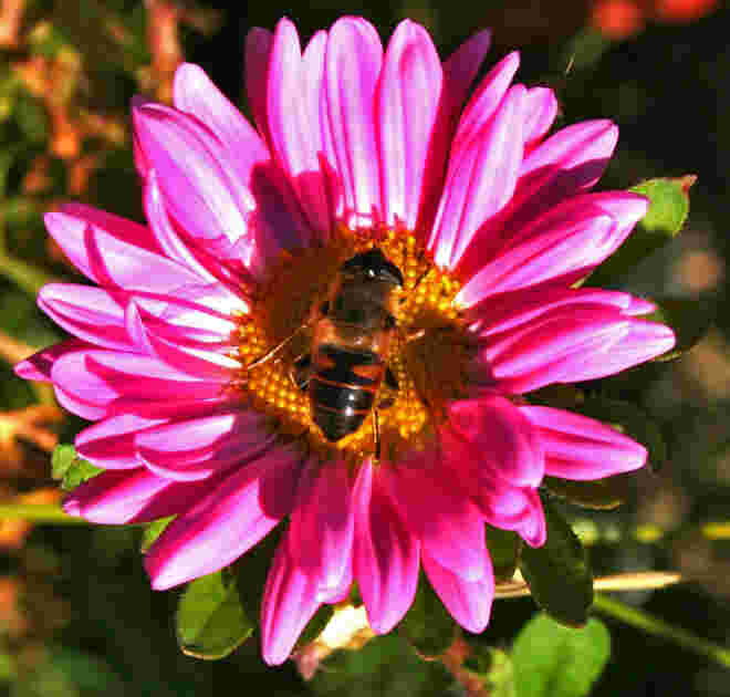 Diese Blüte sieht lecker aus