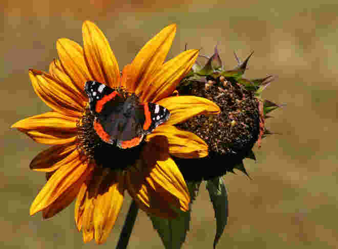 Schmetterling macht sich auf Sonnenblume breit