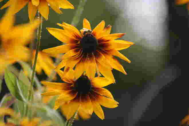 "Sonnensterne"