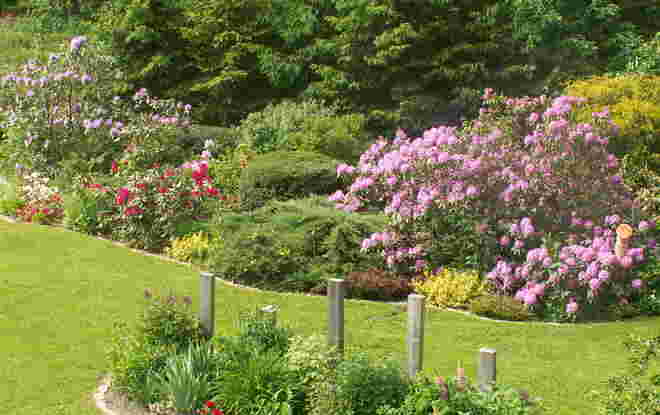 Rhododendronblüte