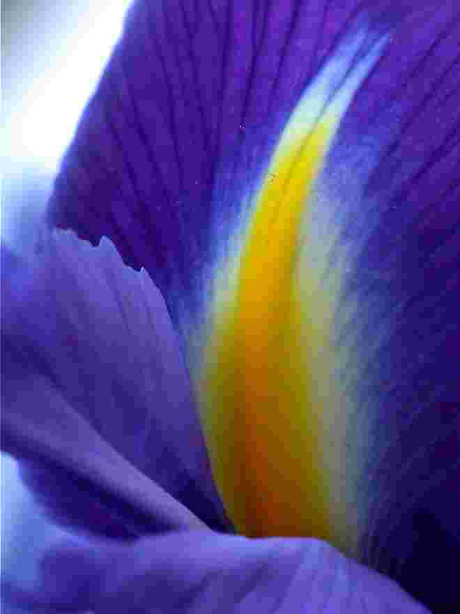 Blume