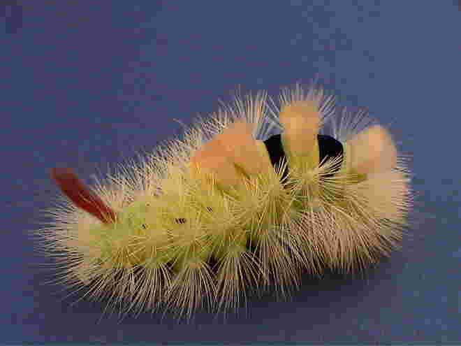 Haariger Geselle