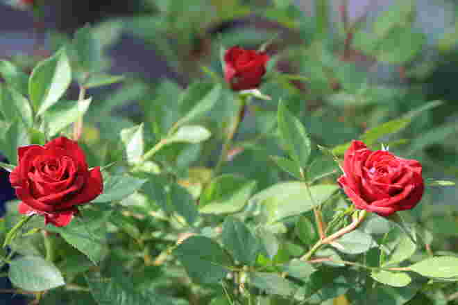 Rosen 
