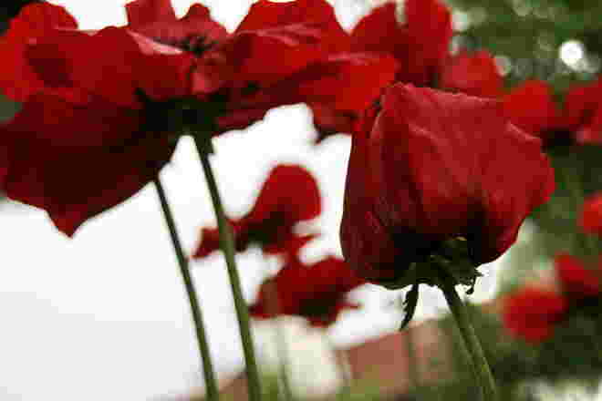 Mohn 