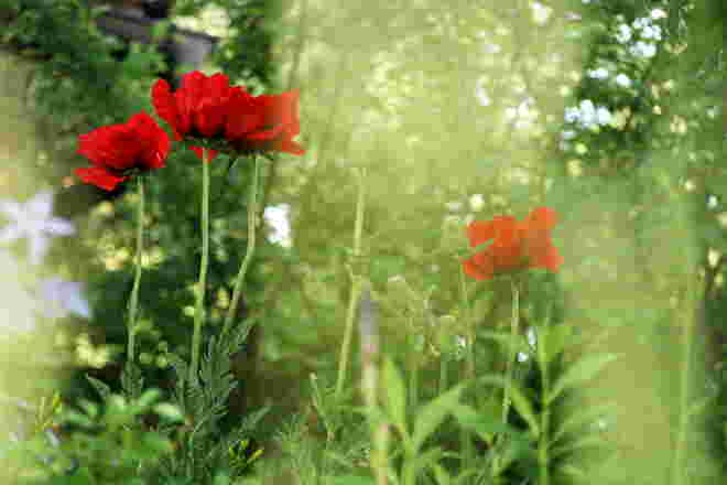 Gartenblumen