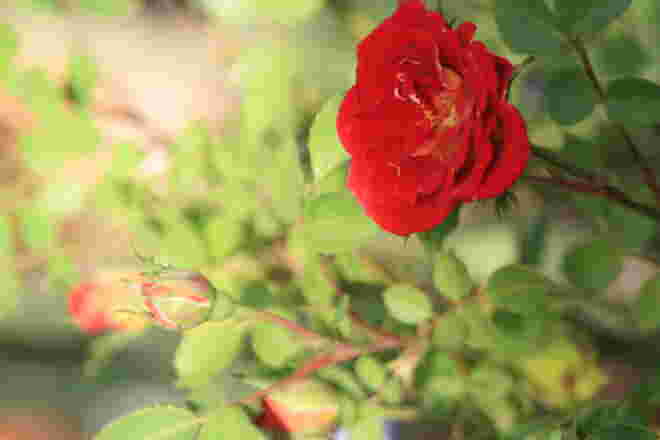 Rosen im Abendlicht