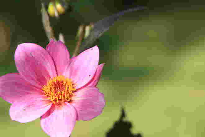 Erste Dahlienblüte