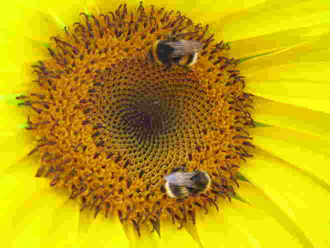 Bienen auf Sonnenblume