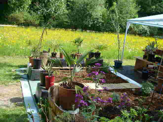 Palmen und andere Exoten