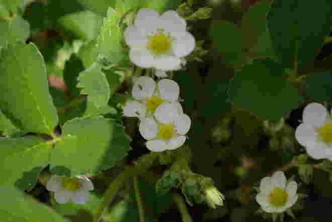 Erdbeeren