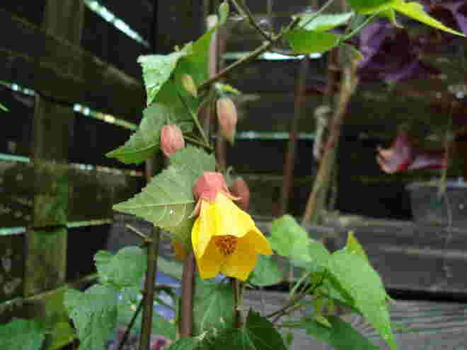 Abutilon Kentish bell