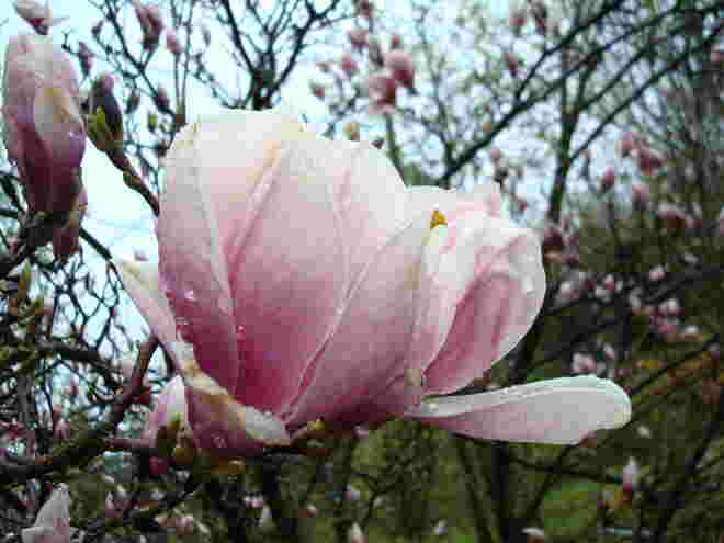 Magnolie