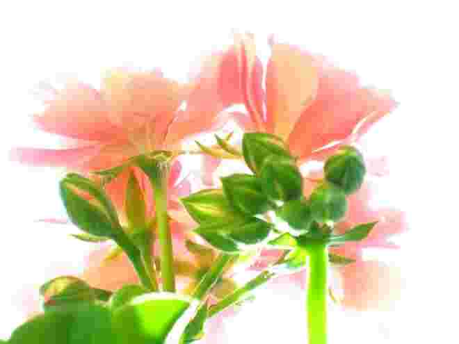Sonnenbadende Blumen