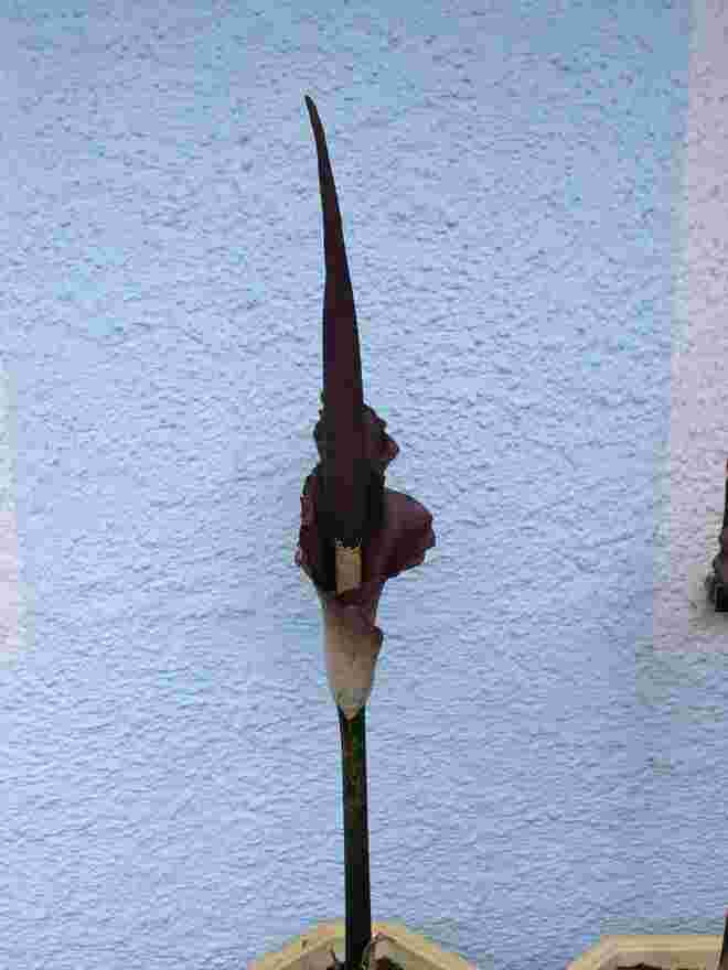 Gartenpflanze
