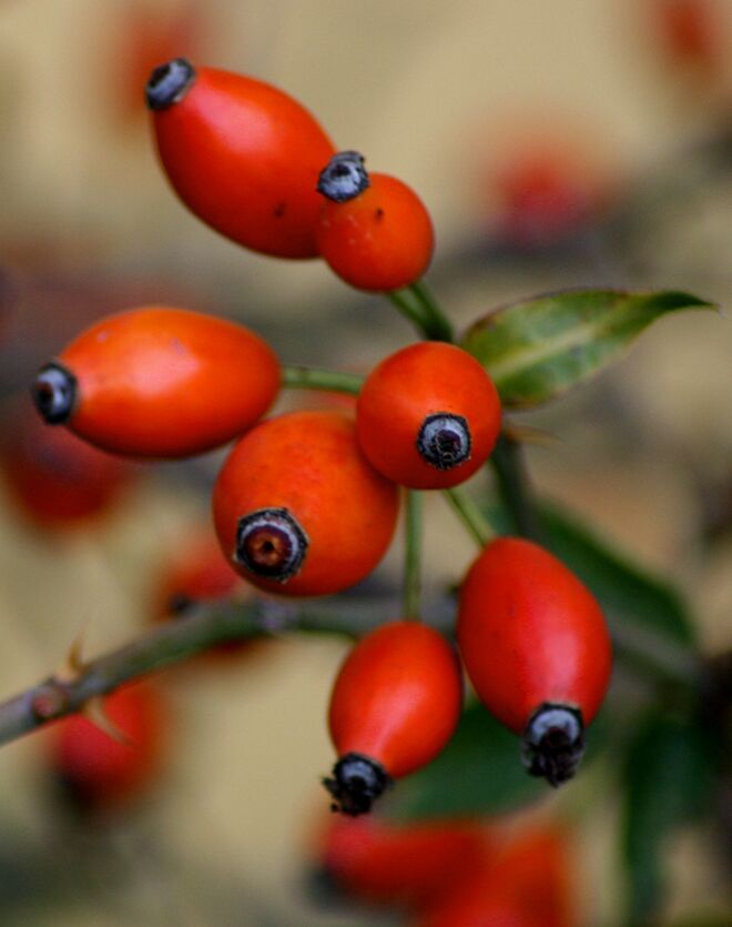 Juckpulver-Produzenten