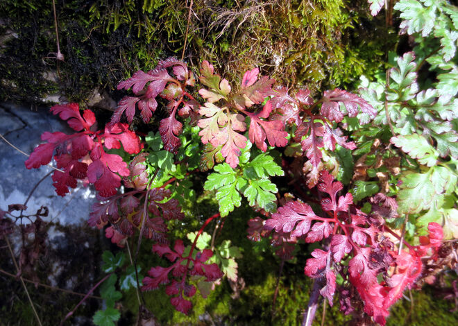 In herbstlichen Farben "gekleidet"