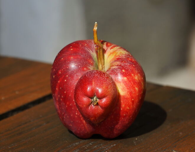 Oktober - Erntezeit - auch für "seltene" Früchte
