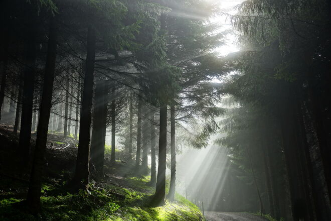Die Oktobersonne kämpft sich durch den Nebel