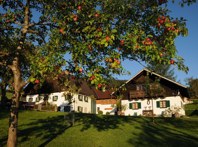 Apfelernte am Bauernhof...