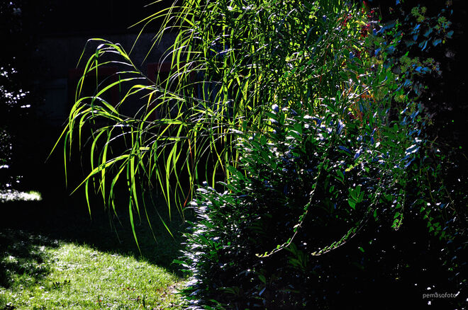 "Grass in meinem Garten"