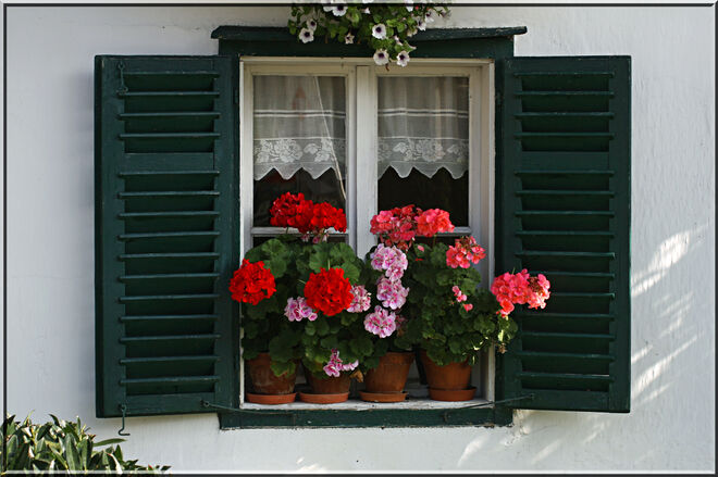 Die Geranien sind noch so schön