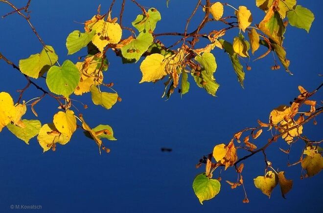 Lindenblätter im Licht der Abendsonne