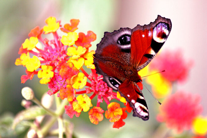 bunte Farbklänge........