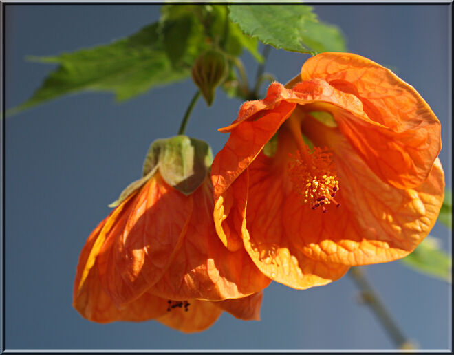 Malven im Morgenlicht