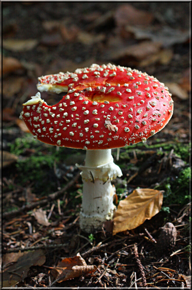 Angebissener Fliegenpilz