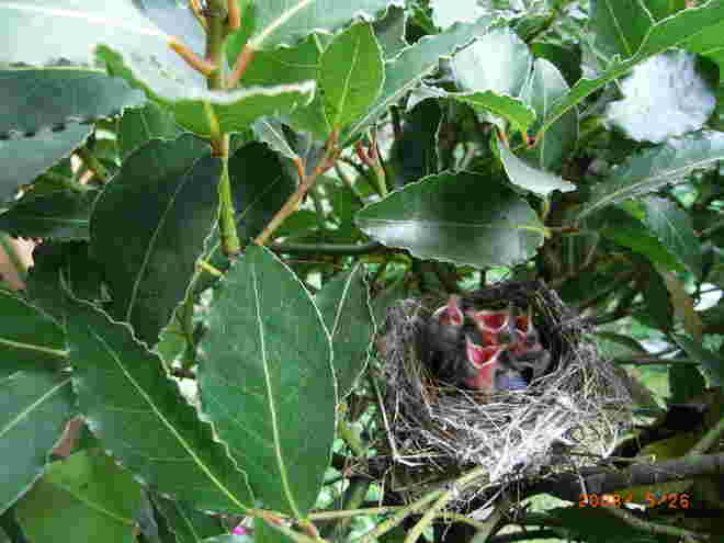 Vogelnest