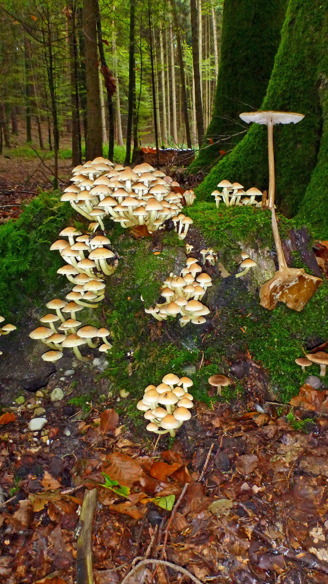 Herbstzeit ist Schwammerlzeit